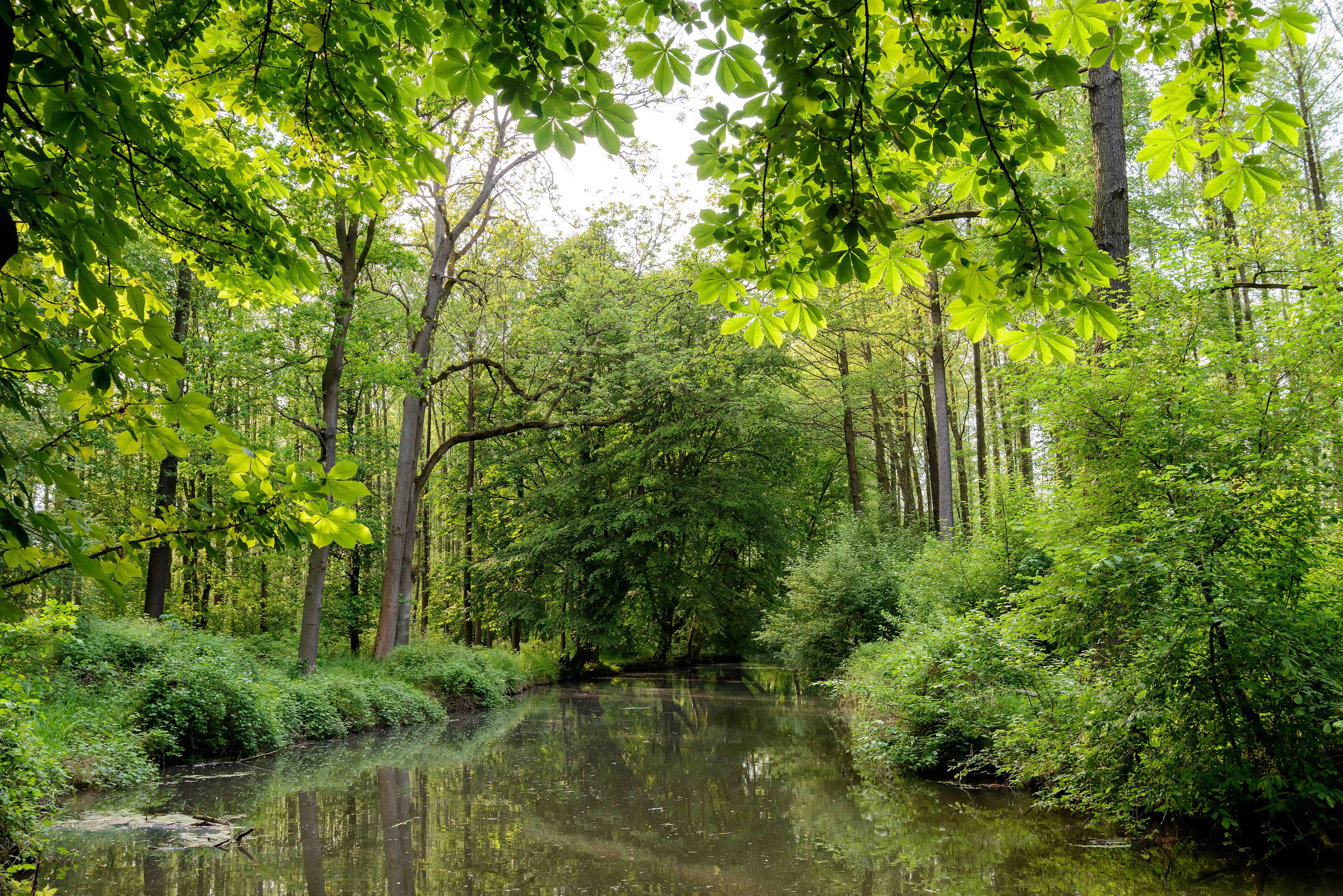 Spreewald